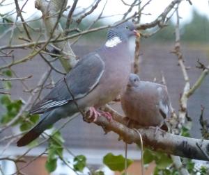 This newly fledged squab (young Wood Pigeon) had to keep asking to get the care and food it needed! Photographed 15th Feb 2014 at a blustery dusk.